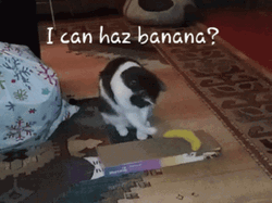 Playing Banana Cat Meme GIF