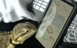 Playing Bearded Dragon GIF