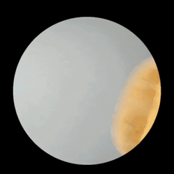 Playing Chicken Nugget  GIF