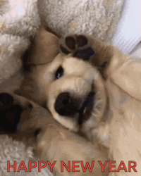 Playing Dog Cute Happy New Year GIF