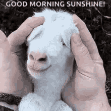 Playing Goat Good Morning Sunshine GIF