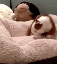 Playing Happy Dog Day GIF