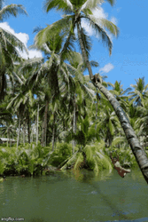 Playing On Coconut Tree GIF