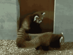Playing Red Pandas GIF