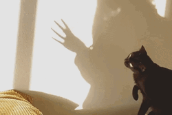 Playing Shadow Moving Cat  GIF