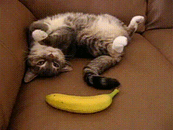 Playing Shock Banana Cat Meme GIF