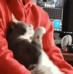 Playing Surprised Cat GIF