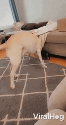 Playing Together Big Dawg GIF