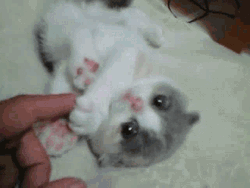 Playing With Kitten GIF
