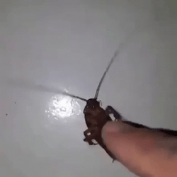 Playing With Roach GIF