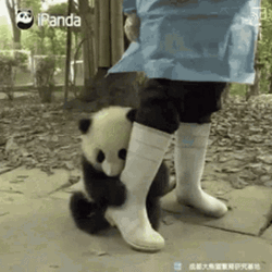 Please Dont Go Cute Panda GIF