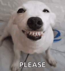 Please Dont Go Grinning White Dog GIF