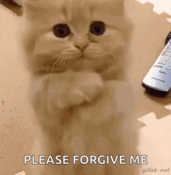 Please Forgive Me GIF