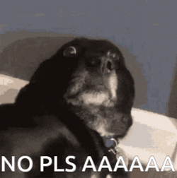 Please No Wide Eyes Dog GIF
