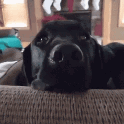 Please Share Food Funny Dog GIF