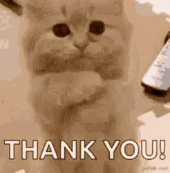 Pleasing Thank You Cat Gesture GIF