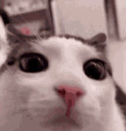 Plink Cat GIF
