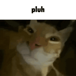 Pluh Cat GIF