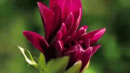 Plume Ginger Flower Blooming  GIF