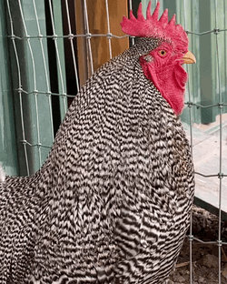 Plymouth Rock Chicken Crowing GIF