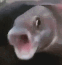 Pog Fish Excited GIF