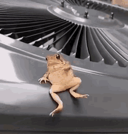 Poke Frog GIF