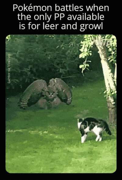 Pokemon Battles With Only Leer And Growl GIF