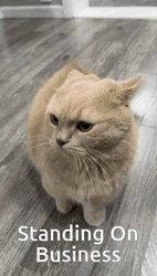 Poking A Cat Standing GIF