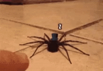 Poking Spider Jumpscare GIF