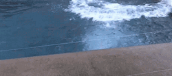Polar Bear Asking What Year Is It GIF