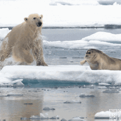 Polar Bear Catching Seal  GIF