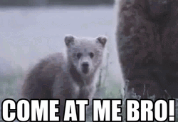 Polar Bear Come At Me Bro