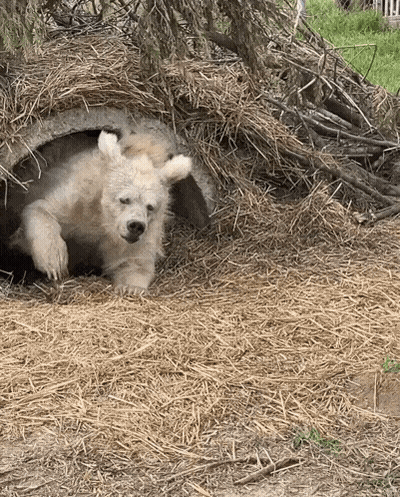 Polar Bear Cub Laying In Hay GIF