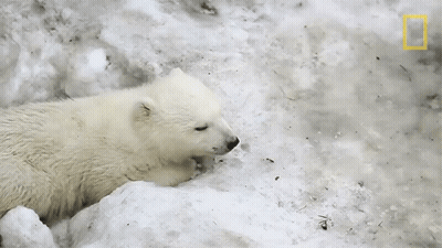 Polar Bear Cub Lying In Snow With National Geographic Logo GIF
