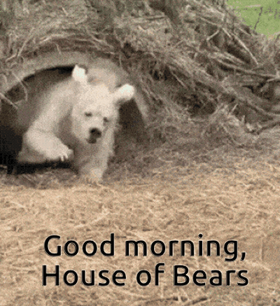 Polar Bear Cub Peeking Out Of Hole GIF