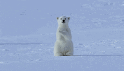 Polar Bear Cute Pose  GIF