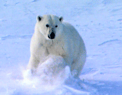 Polar Bear Diving Into Snow  GIF