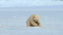 Polar Bear Documentary  GIF