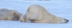 Polar Bear Dragging Its Body GIF