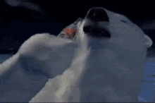 Polar Bear Drinking Coke GIF