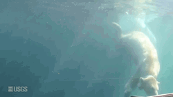 Polar Bear Happily Swim  GIF