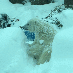 Polar Bear Have Fun Snow GIF