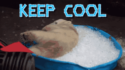 Polar Bear Keep Cool GIF