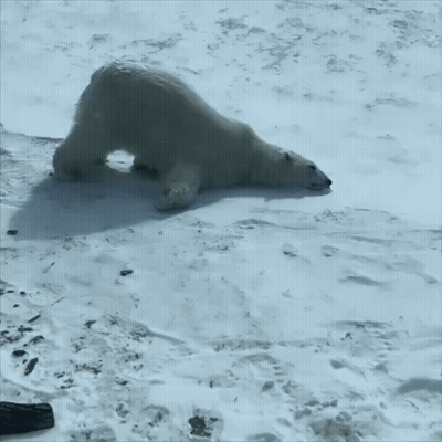 Polar Bear Laying Down In Snow GIF