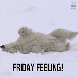 Polar Bear Laying In Snow Friday Feeling GIF