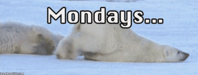 Polar Bear Laying In Snow Monday's GIF
