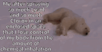 Polar Bear Laying In Snow Saying Me After Spraying So Much Lysol GIF