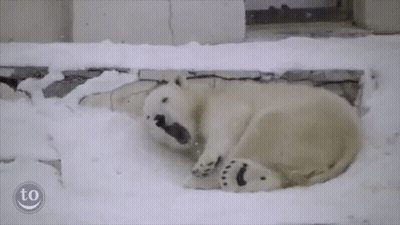 Polar Bear Laying On Back In Snow With Smiley Face Saying To GIF