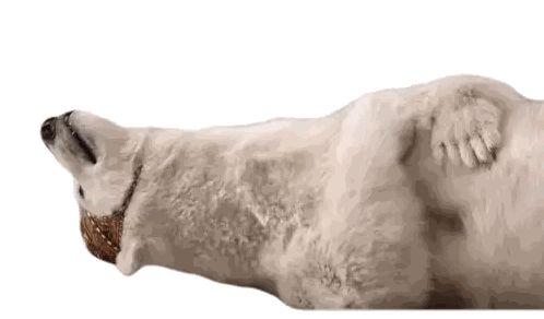 Polar Bear Lying On Back Sticker