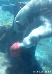 Polar Bear Playing Ball Underwater GIF